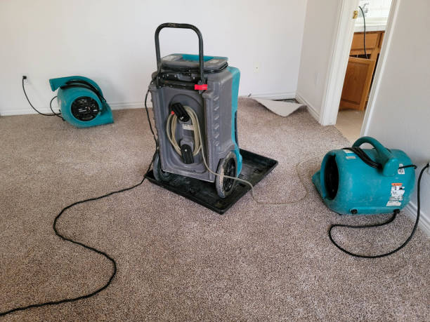 Best Carpet water damage restoration  in White Pine, TN