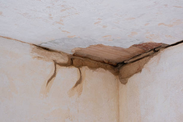 Best Water damage restoration near me  in White Pine, TN