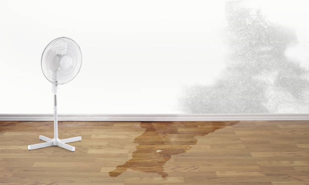 Best Mold removal after water damage  in White Pine, TN