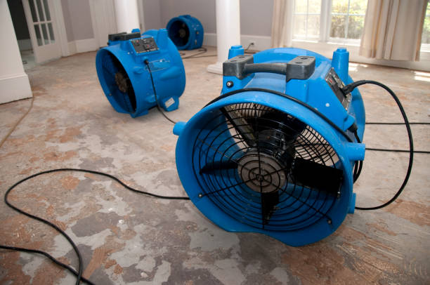 Best Water damage contractors near me  in White Pine, TN