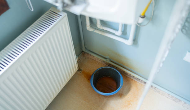 Best Mold removal after water damage  in White Pine, TN
